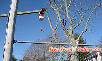 Tree Service